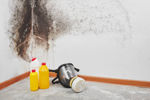 Best Mold Remediation  in Audubon, NJ