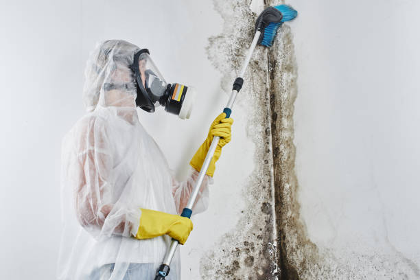 Best Mold Cleaning Services  in Audubon, NJ