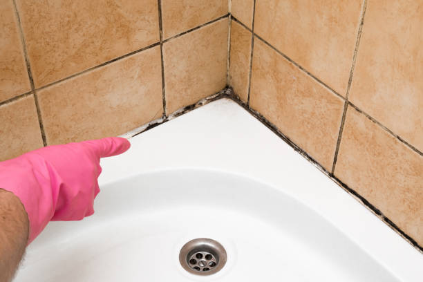 Best Toxic Mold Removal  in Audubon, NJ